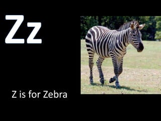 ZzZ is for Zebra