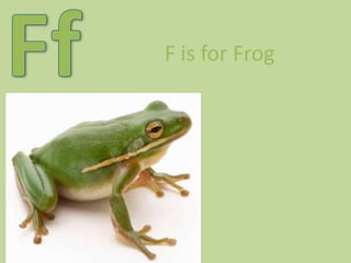FfF is for Frog