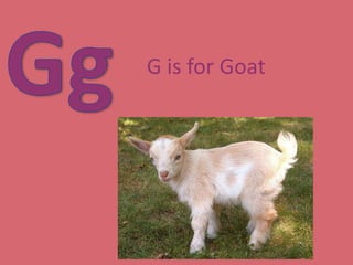GgG is for Goat