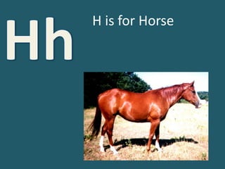 HhH is for Horse