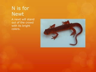 N is for
Newt
A newt will stand
out of the crowd
with its bright
colors.

 