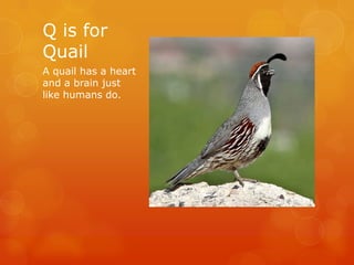 Q is for
Quail
A quail has a heart
and a brain just
like humans do.

 