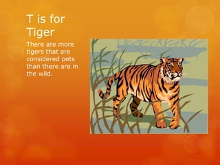 T is for
Tiger
There are more
tigers that are
considered pets
than there are in
the wild.

 