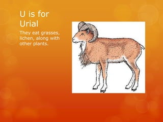 U is for
Urial
They eat grasses,
lichen, along with
other plants.

 