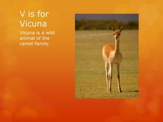 V is for
Vicuna
Vicuna is a wild
animal of the
camel family.

 