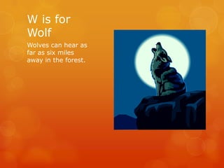 W is for
Wolf
Wolves can hear as
far as six miles
away in the forest.

 