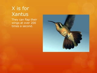 X is for
Xantus
They can flap their
wings at over 200
times a second.

 
