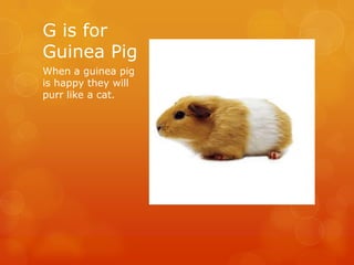 G is for
Guinea Pig
When a guinea pig
is happy they will
purr like a cat.

 