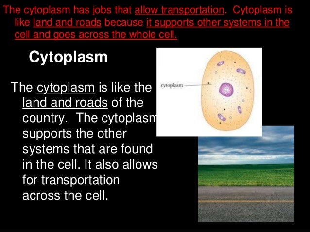 cytoplasm analogy