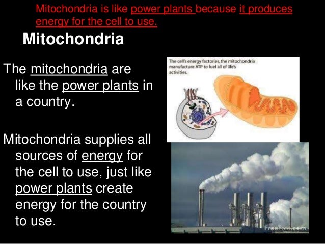 mitochondria analogy