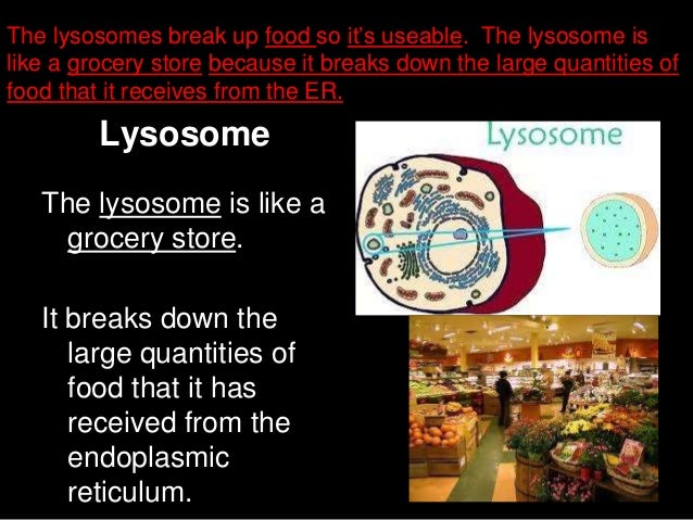 animal analogies ws version endoplasmic reticulum analogy