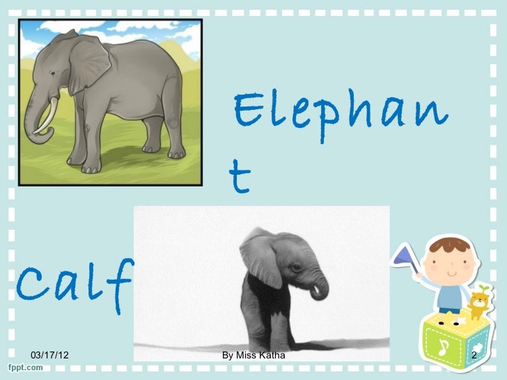 animal and babies ppt