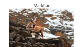 Markhor
 