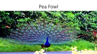 Pea Fowl
 