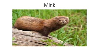 Mink
 