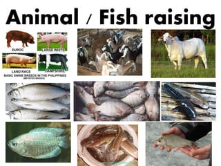 Animal / Fish raising
 