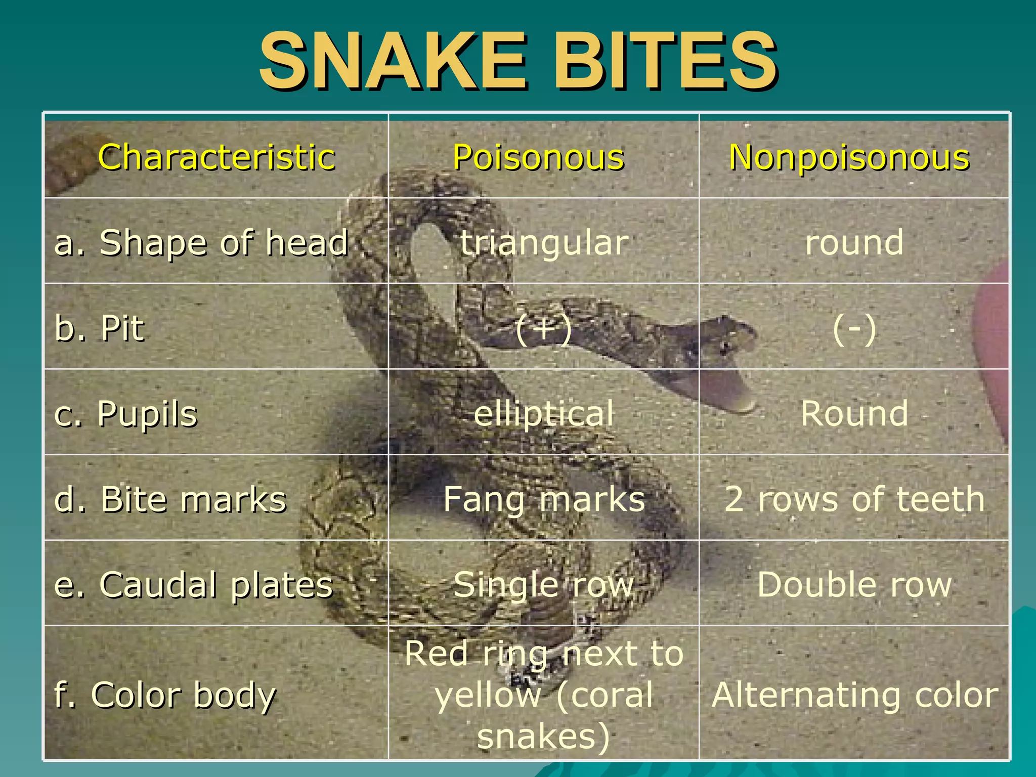 SNAKE BITES Characteristic Poisonous  Nonpoisonous  a. Shape of head  triangular round b. Pit (+) (-) c. Pupils elliptical Round d. Bite marks Fang marks 2 rows of teeth e. Caudal plates Single row Double row f. Color body Red ring next to yellow (coral snakes) Alternating color 