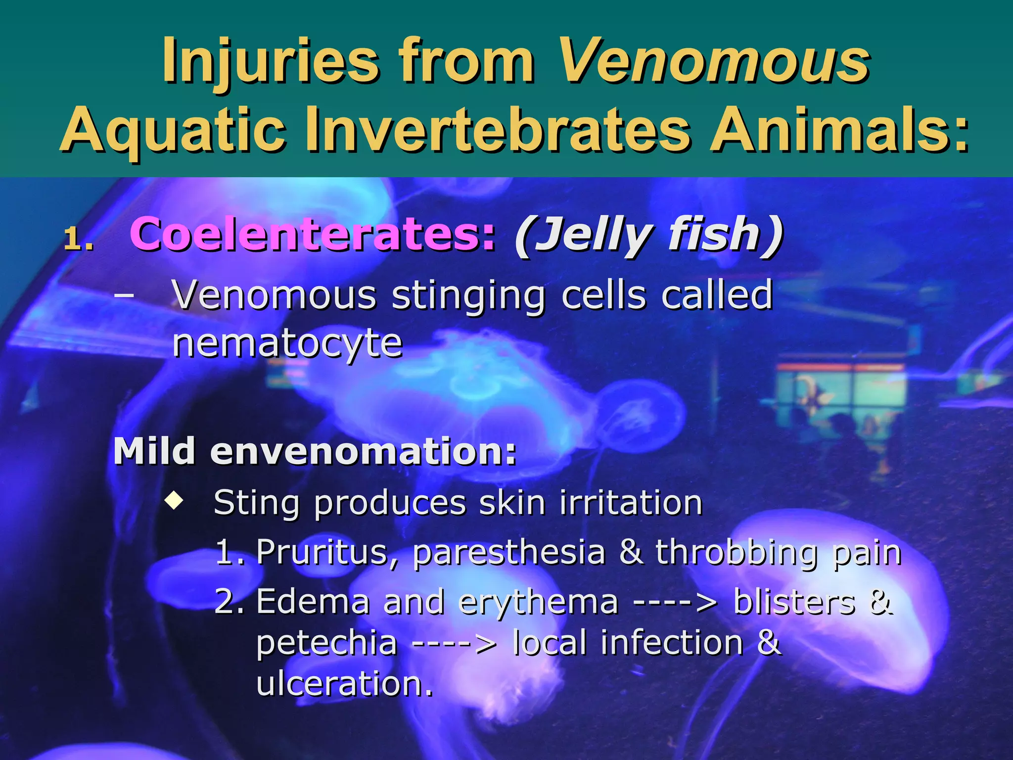 Injuries from  Venomous  Aquatic Invertebrates Animals: Coelenterates:   (Jelly fish) Venomous stinging cells called nematocyte Mild envenomation: Sting produces skin irritation Pruritus, paresthesia & throbbing pain Edema and erythema ----> blisters & petechia ----> local infection & ulceration. 