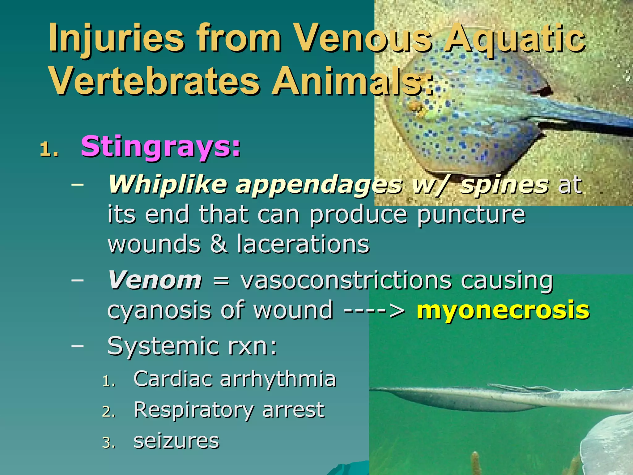 Injuries from Venous Aquatic Vertebrates Animals: Stingrays: Whiplike appendages w/ spines  at its end that can produce puncture wounds & lacerations Venom  = vasoconstrictions causing cyanosis of wound ---->  myonecrosis Systemic rxn: Cardiac arrhythmia Respiratory arrest seizures 
