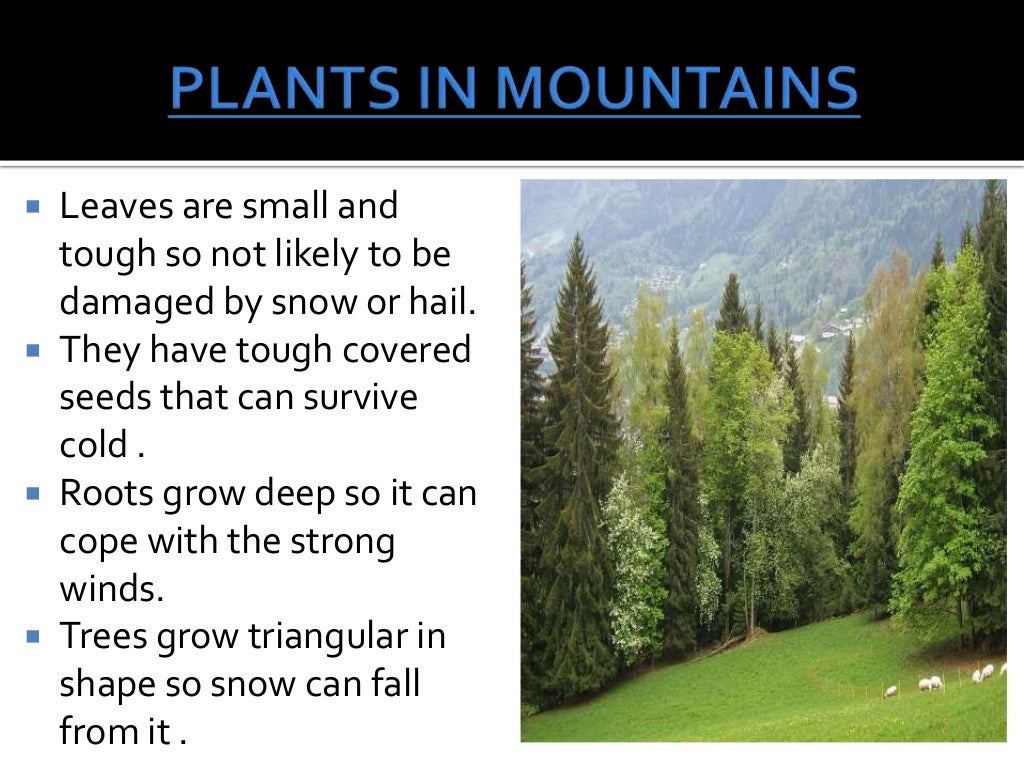 Animal And Plant Adaptation Animal And Plant Adaptation