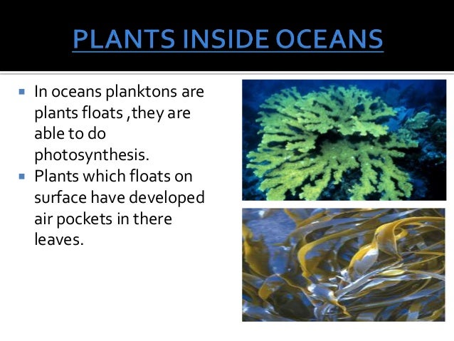 Animal and plant adaptation
