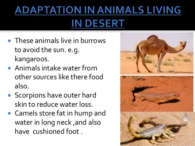 View Desert Animals And Plants Adaptations PNG