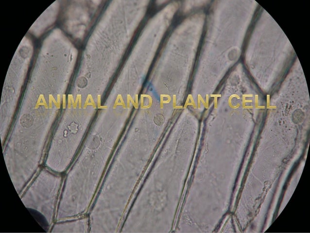 Animal And Plant Cell ÙØ´Ø±ÙØ¹ Ø§ÙØ·Ø§ÙØ¨ Ø§ÙØ§ÙÙØªØ±ÙÙÙ