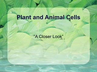 Plant and Animal Cells “A Closer Look” 