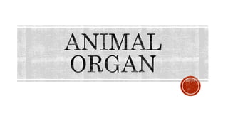 Animal and plant Organ.pptx