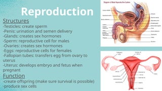 animal and plant organ systems and their funtion_L1.pptx