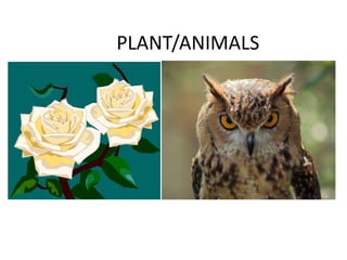 PLANT/ANIMALS
 