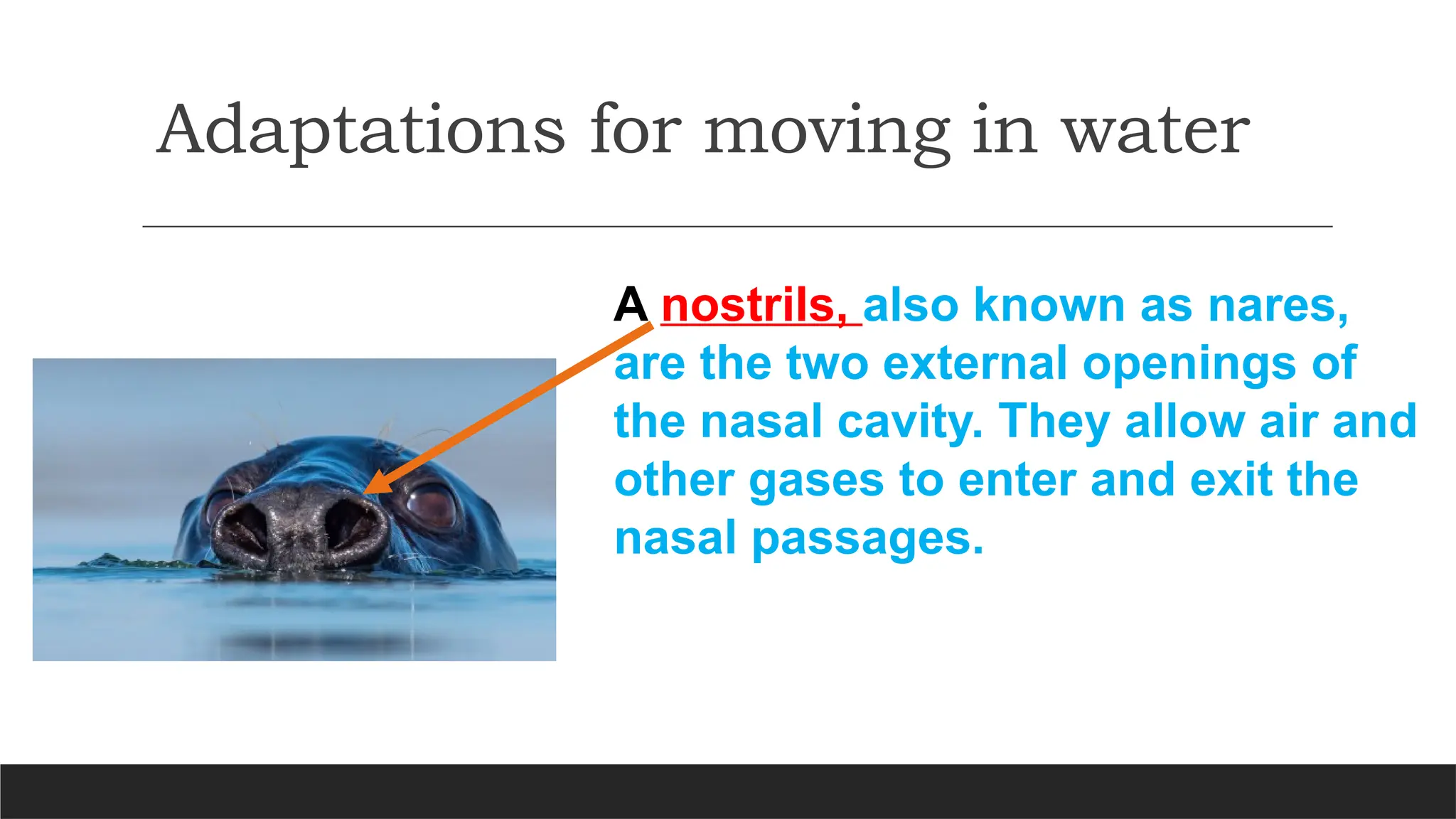 A nostrils, also known as nares,
are the two external openings of
the nasal cavity. They allow air and
other gases to enter and exit the
nasal passages.
Adaptations for moving in water
 