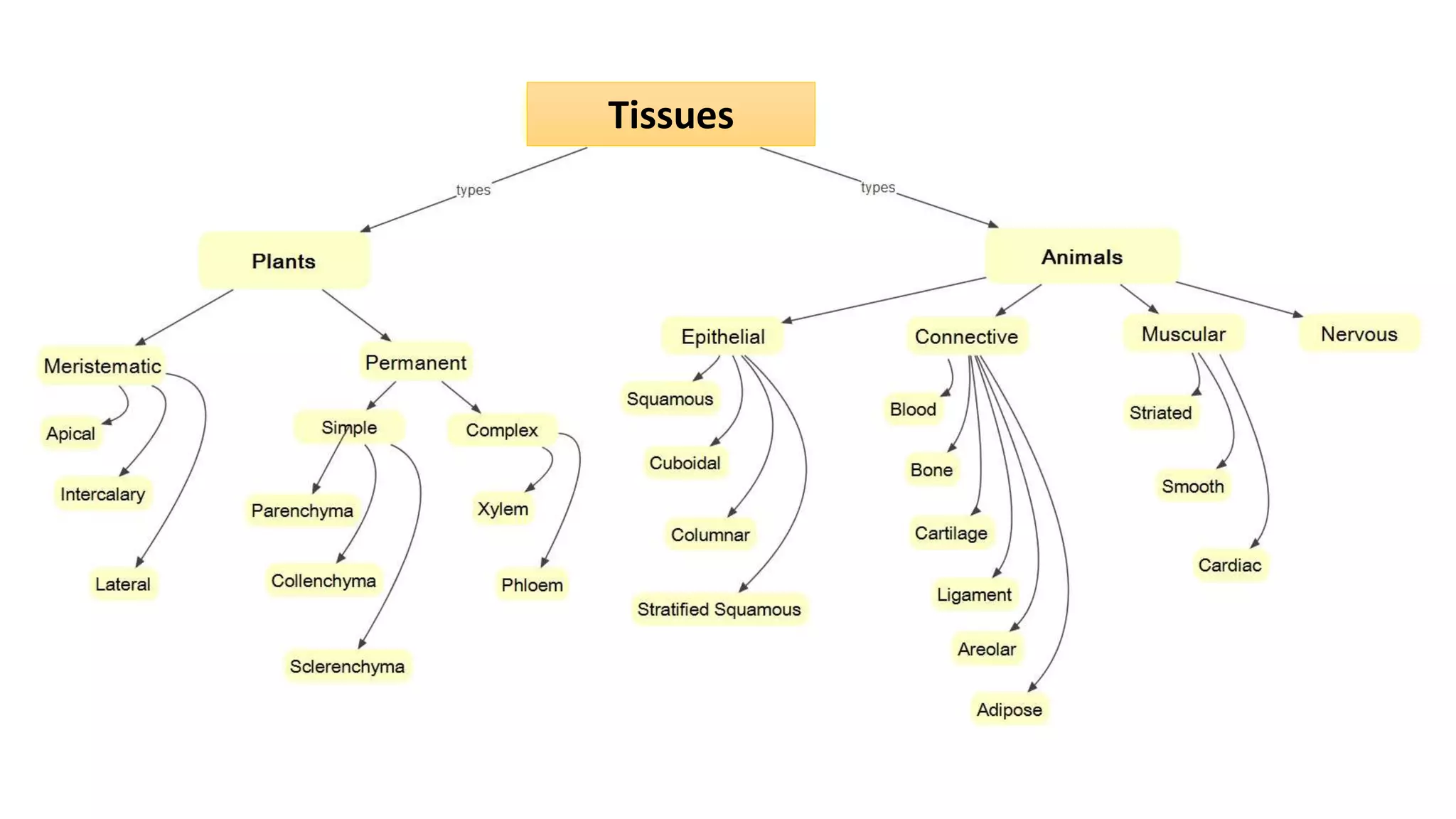 Animal and Plant Tissues.pptx