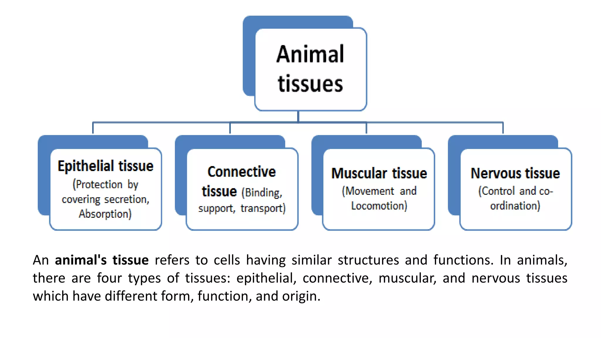 Animal and Plant Tissues.pptx