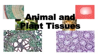 Animal and
Plant Tissues
 