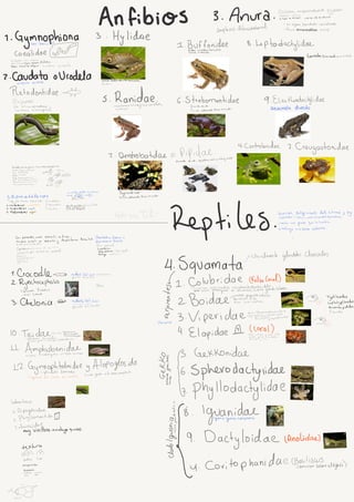 CLASIFICACION FILOGENETICA DE ANFIBIOS Y REPTILES EN COLOMBIA