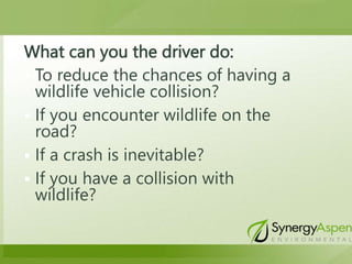 What can you the driver do:
 To reduce the chances of having a
wildlife vehicle collision?
 If you encounter wildlife on the
road?
 If a crash is inevitable?
 If you have a collision with
wildlife?
 