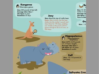 Animals and Their Babies