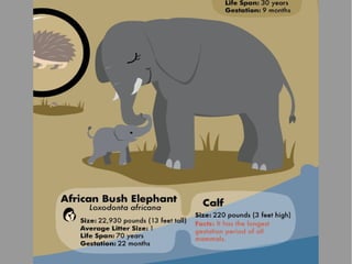 Animals and Their Babies