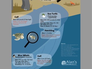 Animals and Their Babies