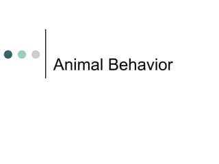 Animal Behavior 