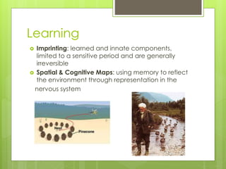 Learning
 Imprinting: learned and innate components,
limited to a sensitive period and are generally
irreversible
 Spatial & Cognitive Maps: using memory to reflect
the environment through representation in the
nervous system
 