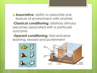  Associative: ability to associate one
feature of environment with another
-Classical conditioning: arbitrary stimulus
becomes associated with a particular
outcome
-Operant conditioning: trial-and-error
learning, reward and punishment
 