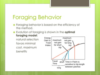 Foraging Behavior
 Foraging behavior is based on the efficiency of
the method.
 Evolution of foraging is shown in the optimal
foraging model;
natural selection
favors minimal
cost, maximum
benefits
 
