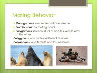 Mating Behavior
 Monogamous: one male and one female
 Promiscuous: no mating bond
 Polygamous: an individual of one sex with several
of the other
-Polygynous: one male and lots of females
-Polyandrous: one female and lots of males
 
