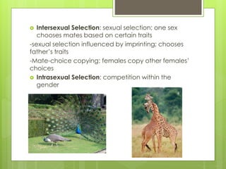  Intersexual Selection: sexual selection; one sex
chooses mates based on certain traits
-sexual selection influenced by imprinting; chooses
father’s traits
-Mate-choice copying: females copy other females’
choices
 Intrasexual Selection: competition within the
gender
 