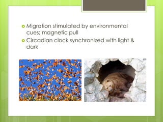  Migration stimulated by environmental
cues; magnetic pull
 Circadian clock synchronized with light &
dark
 