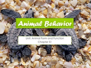 Animal Behavior
Unit: Animal Form and Function
Chapter 51
 