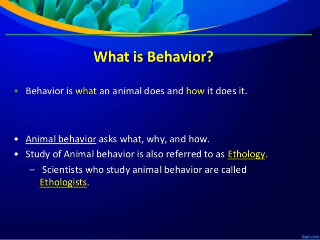 Animal Behavior