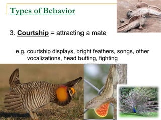 Types of Behavior
3. Courtship = attracting a mate
e.g. courtship displays, bright feathers, songs, other
vocalizations, head butting, fighting
 